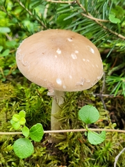 Amanita
