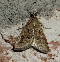 Achyra rantalis