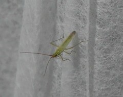 Miridae