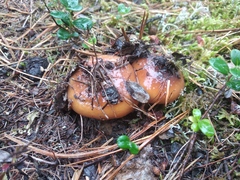 Cortinarius mucosus