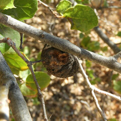 Amphibolips quercuspomiformis