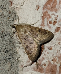 Achyra rantalis