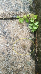 Pardosa
