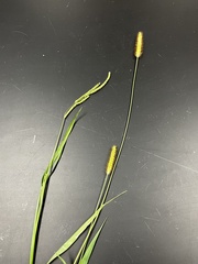 Setaria pumila