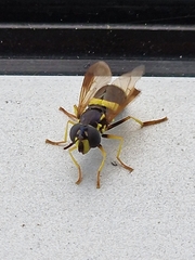 Chrysotoxum bicinctum