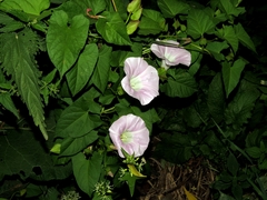 Calystegia sepium spectabilis