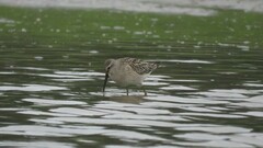 Calidris himantopus