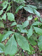 Carya tomentosa