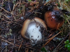 Cortinarius mucosus