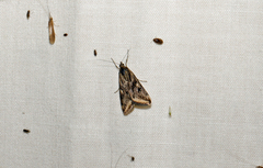 Loxostege cereralis