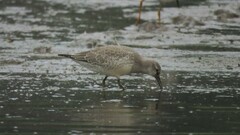 Calidris canutus