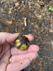 Carya tomentosa