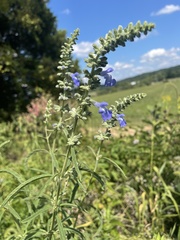 Salvia azurea
