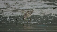 Calidris himantopus