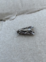 Spodoptera