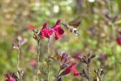 Macroglossum stellatarum