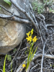 Bulbine