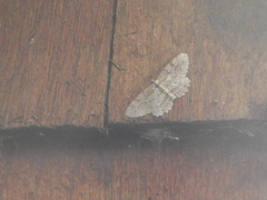 Neoalcis californiaria