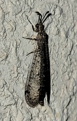 Brachynemurini