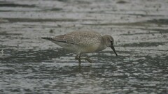 Calidris canutus