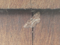 Neoalcis californiaria