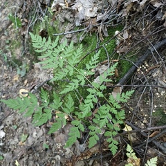 Cystopteris fragilis