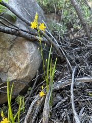 Bulbine