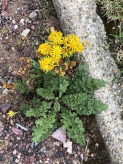Jacobaea