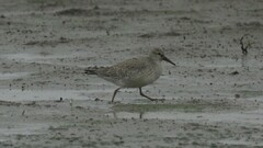 Calidris canutus