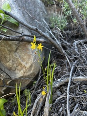 Bulbine
