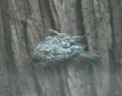 Certhia americana