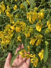 Verbesina alternifolia