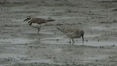 Calidris canutus