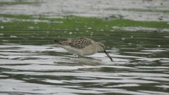 Calidris himantopus