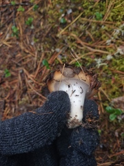 Cortinarius mucosus