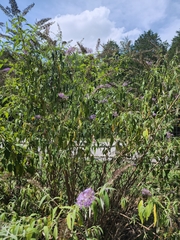 Buddleja