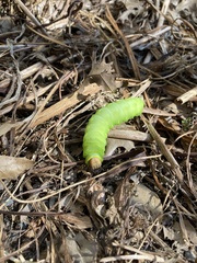 Antheraea polyphemus