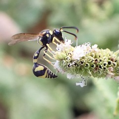 Eumenes mediterraneus