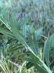Argiope trifasciata