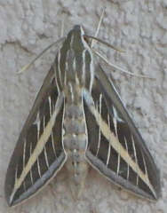 Hyles lineata