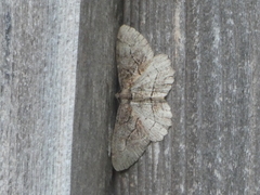 Neoalcis californiaria