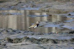 Vanellus chilensis