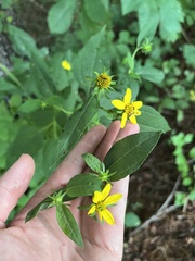 Helianthus microcephalus