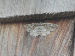 Neoalcis californiaria