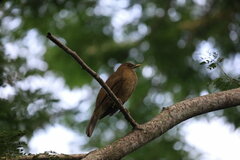 Turdus grayi