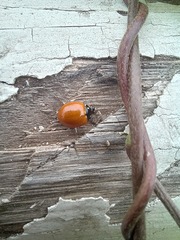 Cycloneda sanguinea