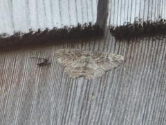 Neoalcis californiaria