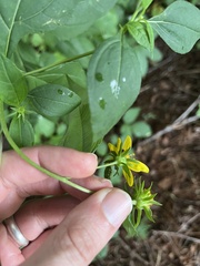 Helianthus microcephalus