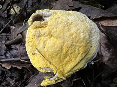 Fuligo septica