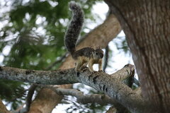 Sciurus variegatoides helveolus